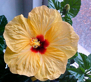 hibiscus Athene