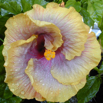 opening hibiscus flower