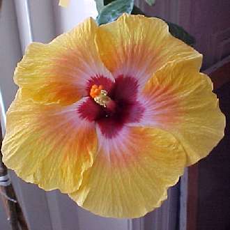 hibiscus Covakanic