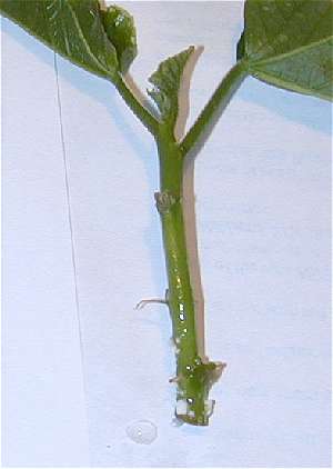 hibiskus cuttings