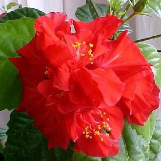 hibiscus  rosa-sinensis