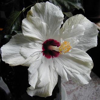 hibiscus 