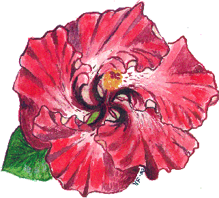 hibiscus by Yvonne Forsling