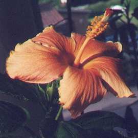 hibiskus hybrid Ett