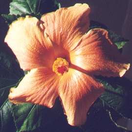 hibiskus hybrid Ett framifrn