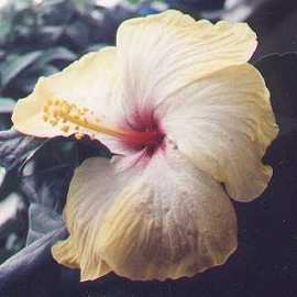 hibiskus