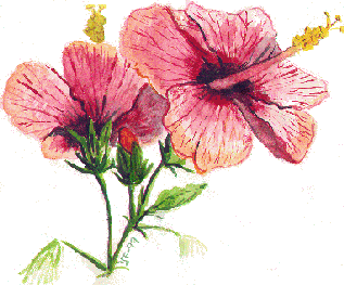 hibiscus by Yvonne Forsling