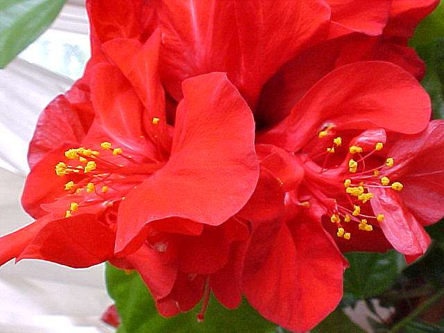 hibiscus rosa-sinensis