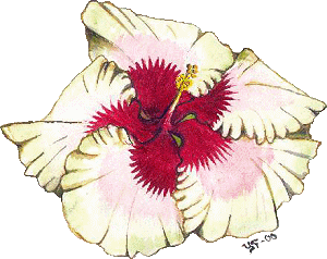 hibiscus by Yvonne Forsling