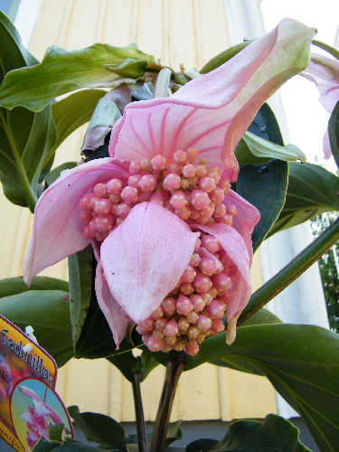 medinilla