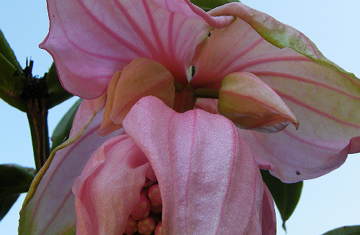 medinilla bud