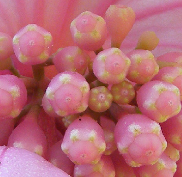 medinilla closeup
