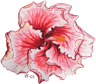 hibiscus drawing by Yvonne Forsling