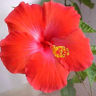 hibiscus President