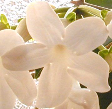 doftranka stephanotis floribunda i närbild
