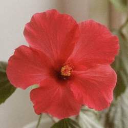 hibiscus Van Houtten