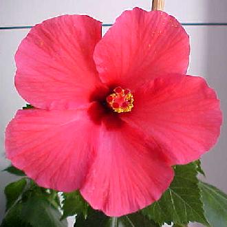 hibiscus Van Houtten