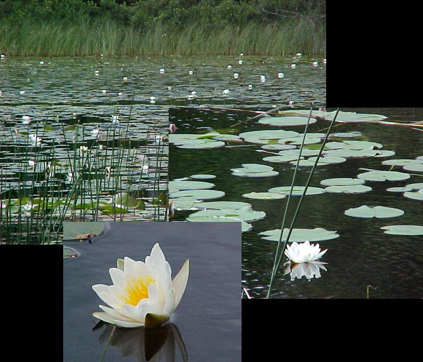 water lilies