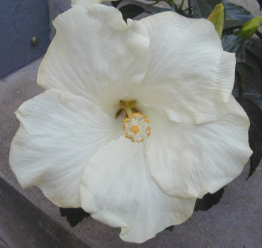 white single