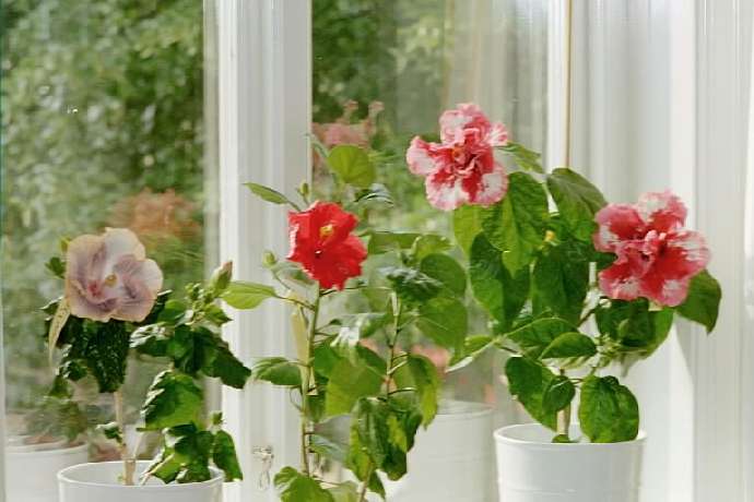 hibiscus in my window