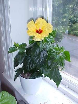 hibiscus Athene