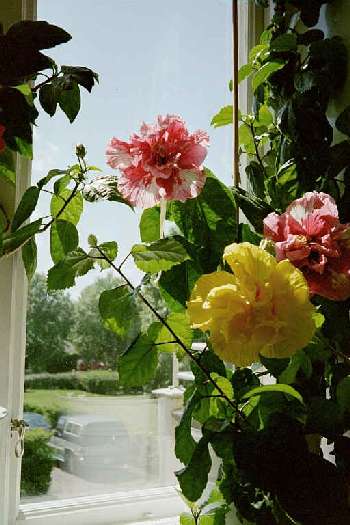 hibiscus window